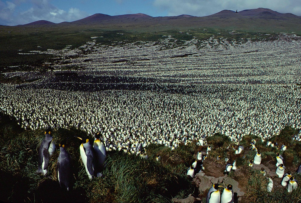 This handout photo taken in 1982 and released on July 30, 2018 by the French National Centre for Scientific Research shows a two-million-strong king penguin colony on Ile aux Cochon. u00e2u20acu201d AFP pic