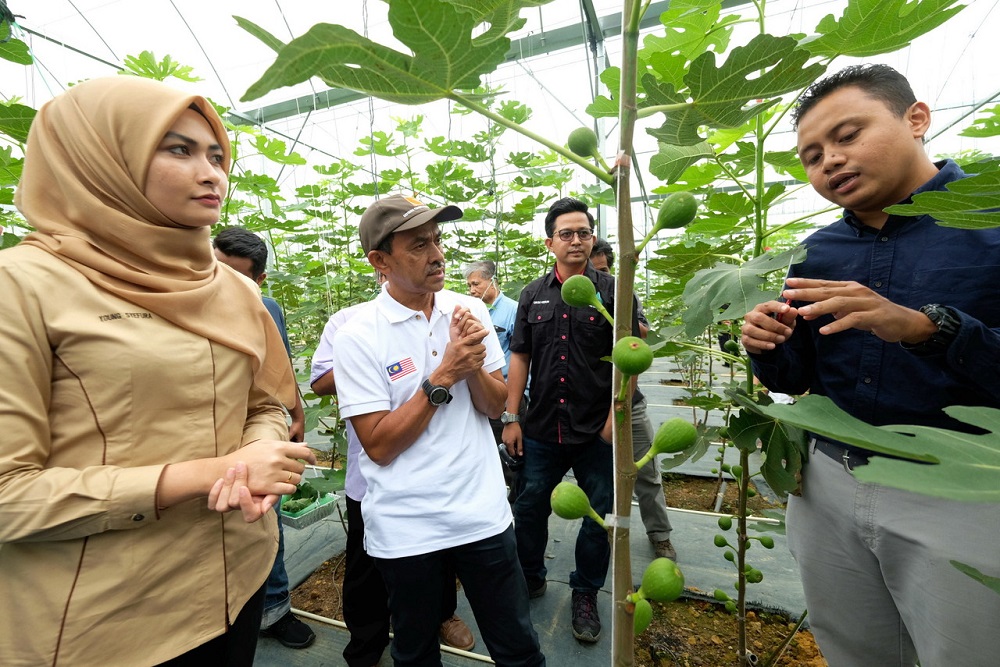 Ketari Assemblywoman Young Syefura Othman (left) and Mohamad Hafidz Arifin (right) at the launch of the Fig Harbvesting Season at Benefigs, in Janda Baik October 16, 2018. u00e2u20acu201d Bernama pic