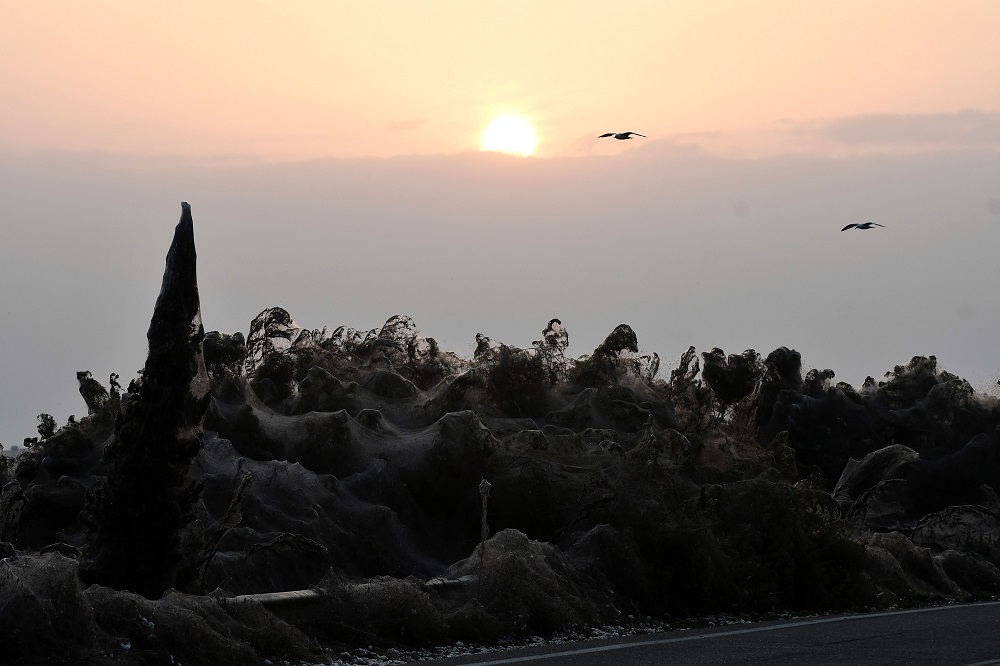 A photo shows a unique 1,000m long spider-web covering the road beside the Vistonida lake, near Xanthi, northern Greece October 18, 2018. u00e2u20acu201d AFP pic