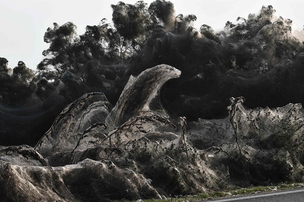 A photo shows a unique 1,000m long spider-web covering the road beside the Vistonida lake, near Xanthi, northern Greece October 18, 2018. — AFP pic