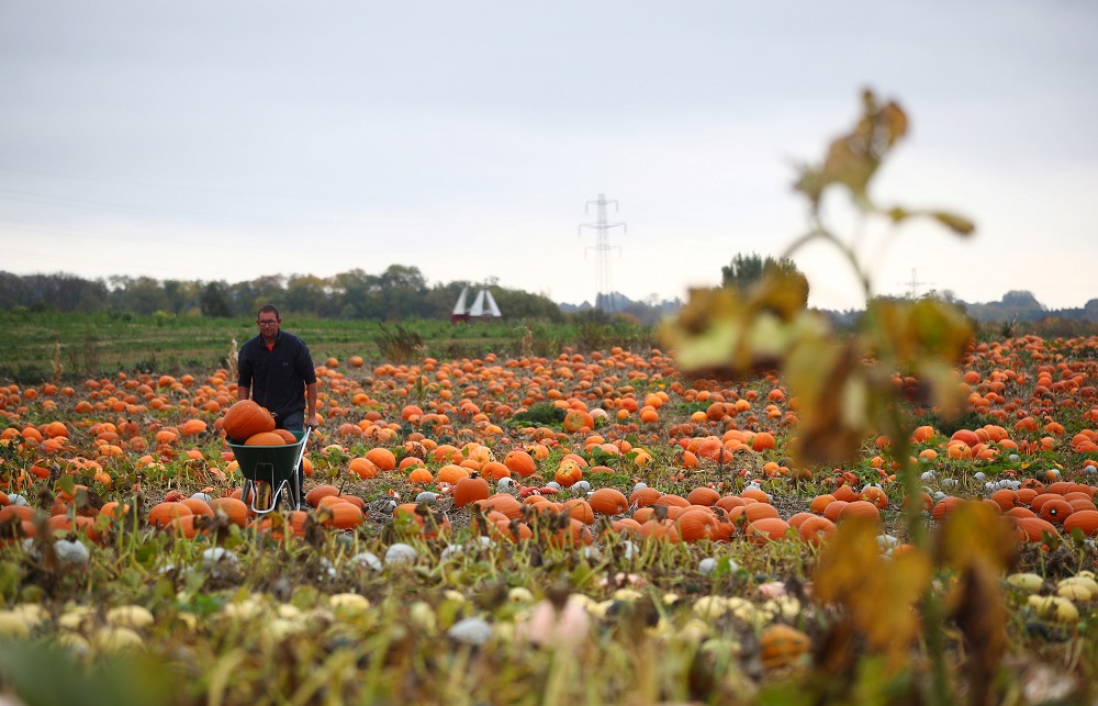 Farmer Charles Eckley carries pumpkins in a wheelbarrow through a field at Pumpkin Moon in Maidstone October 14, 2018. — Reuters pic  
