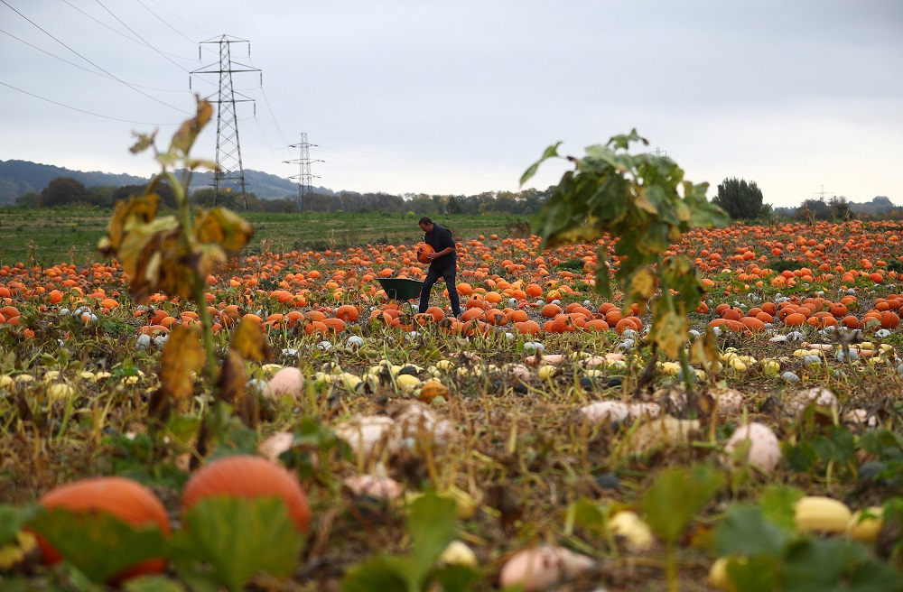 Farmer Charles Eckley inspects his pumpkin harvest in a field at Pumpkin Moon in Maidstone October 14, 2018. u00e2u20acu201d Reuters pic  