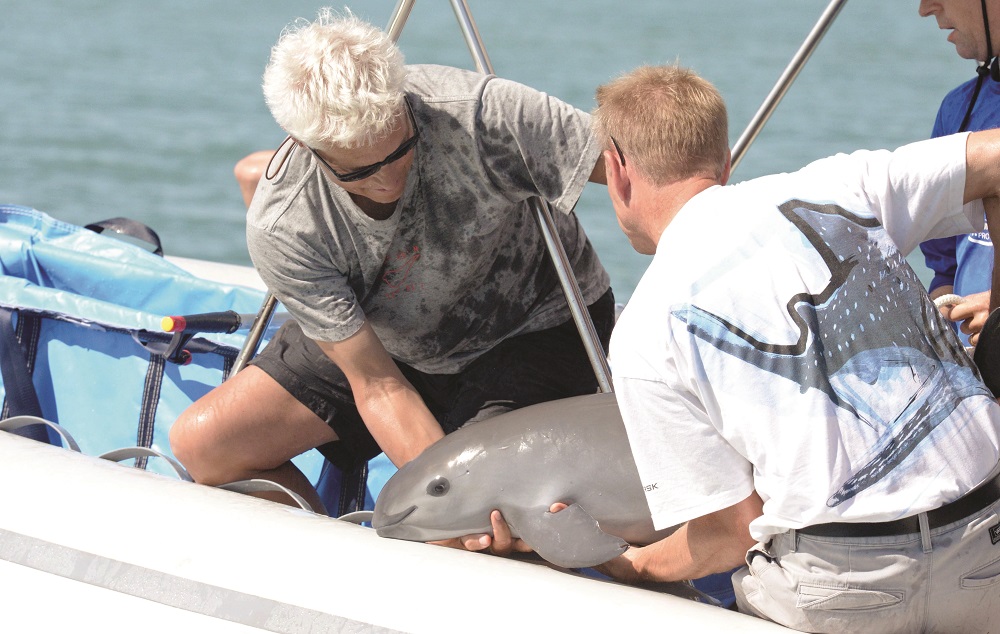 Handout pictured released by the Mexican Secretary of Environment and Natural Resources showing scientists with a six-month-old vaquita marina porpoise calf at the sea of Baja California State, Mexico October 18, 2017. u00e2u20acu201d AFP pic