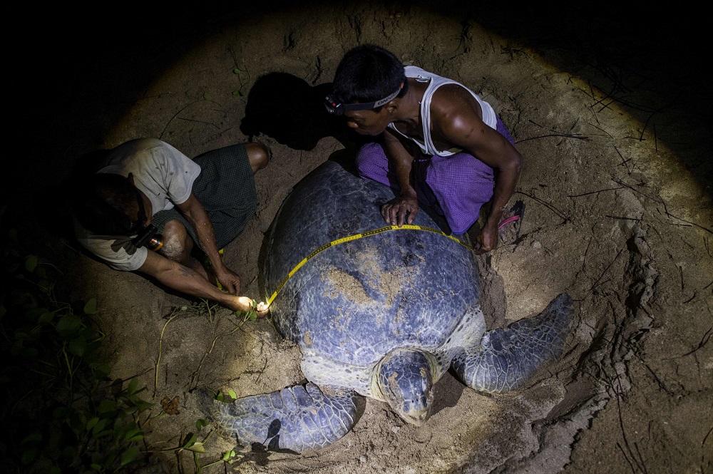 This picture taken on October 19, 2018, shows rangers measuring the width of a green turtle at a nesting ground on Thameehla Island. u00e2u20acu201d AFP pic 