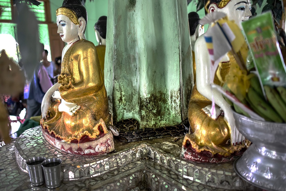 This photo taken on September 9, 2018, shows a snake resting behind Buddha statues at the Baungdawgyoke pagoda, outside Yangon. u00e2u20acu201d AFP pic