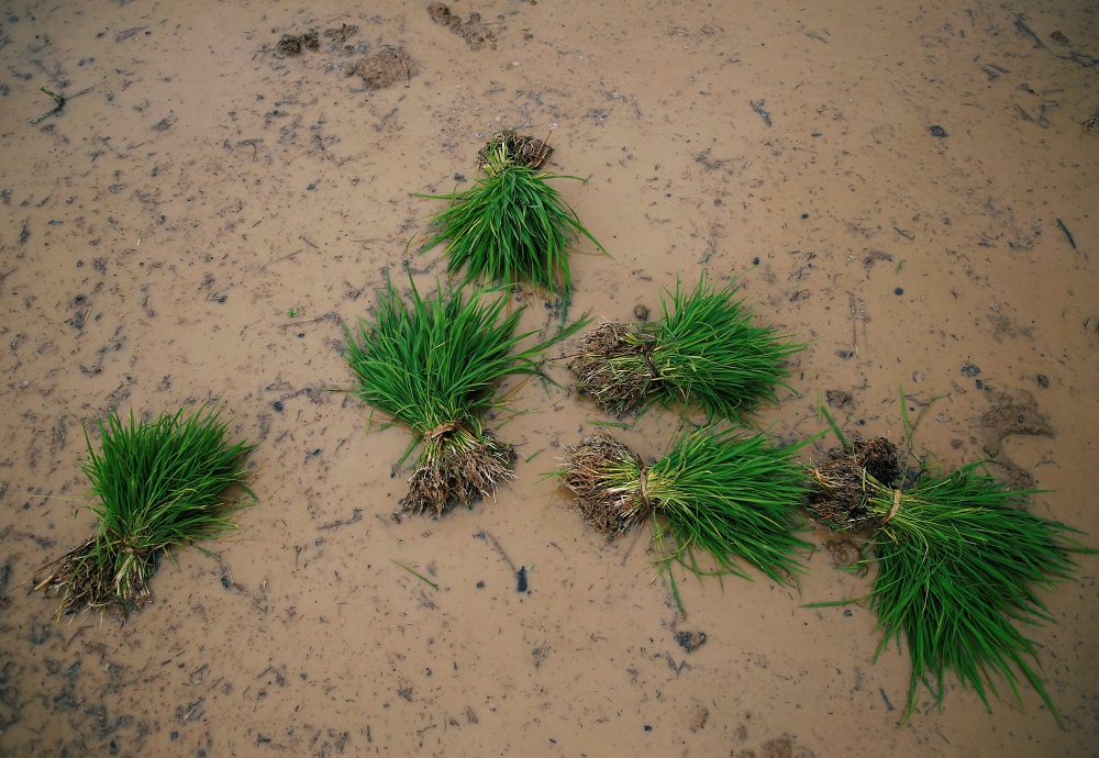 Rice saplings are pictured on a field during National Paddy Day, also called Asar Pandra, that marks the commencement of rice crop planting in paddy fields as monsoon season arrives, in Lalitpur, Nepal June 29, 2018. u00e2u20acu201d Reuters pic       