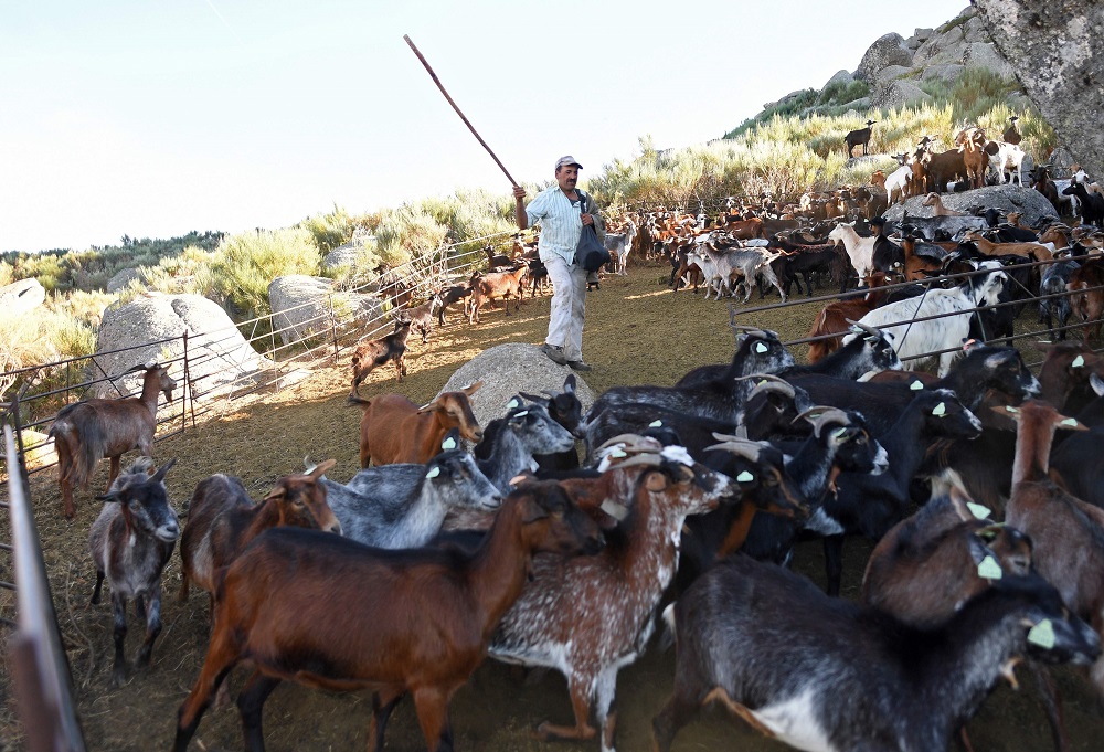Portuguese shepherd Fernando Moura, 49, conducts his flock of goats near Loriga, at Serra da Estrela mountain, in centre Portugal September 21, 2018. u00e2u20acu201d AFP pic 