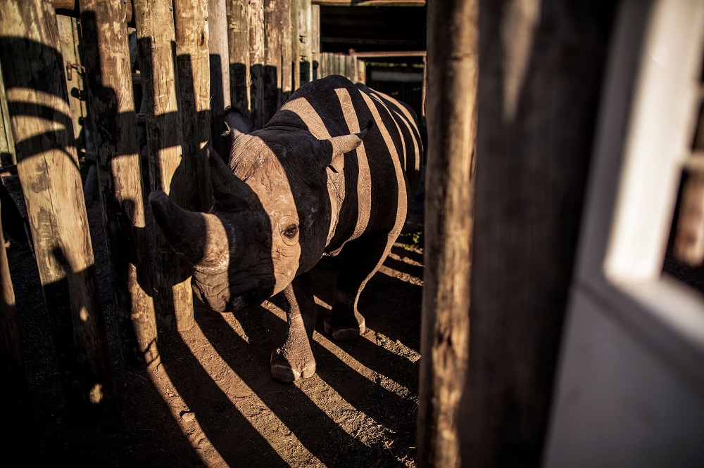 One of the six black rhinos to be transported to Chadu00e2u20acu2122s Zakouma National Park at the Addo Elephants National Park in South Africa May 1, 2018. u00e2u20acu201d AFP pic