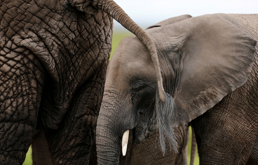 A baby elephant walks behind its mother as they graze in the Amboseli National Park, southeast of Kenyau00e2u20acu2122s capital Nairobi April 25, 2016. u00e2u20acu201d Reuters pic