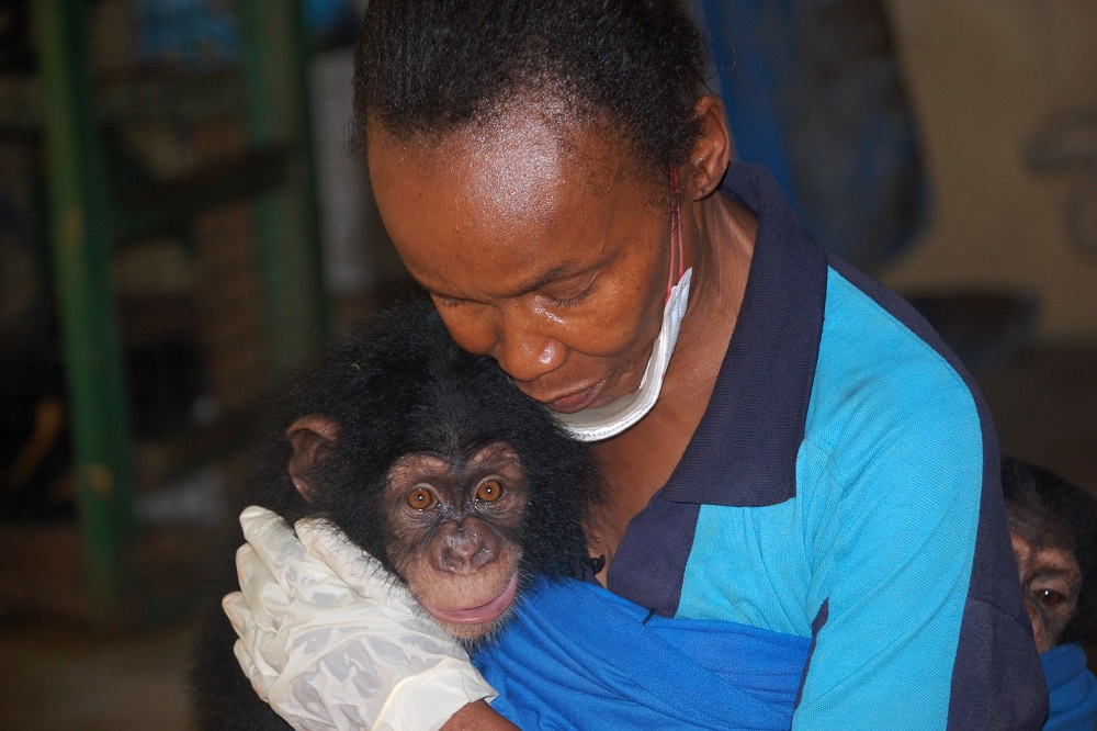 Mama Posseh Kamara, a conservationist working as a foster mother for chimps poses with one of the seven rescued chimps from private homes at the Tacugama Chimpanzee Sanctuary in Freetown on October 27, 2018. u00e2u20acu201d AFP pic 