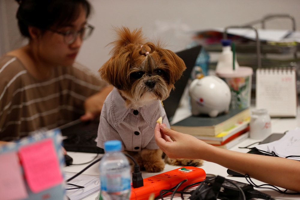 A girl feeds a dog as she works in an office of a digital advertising agency which promotes bring-your-dog-to-work in Bangkok September 28, 2018. — Reuters pic