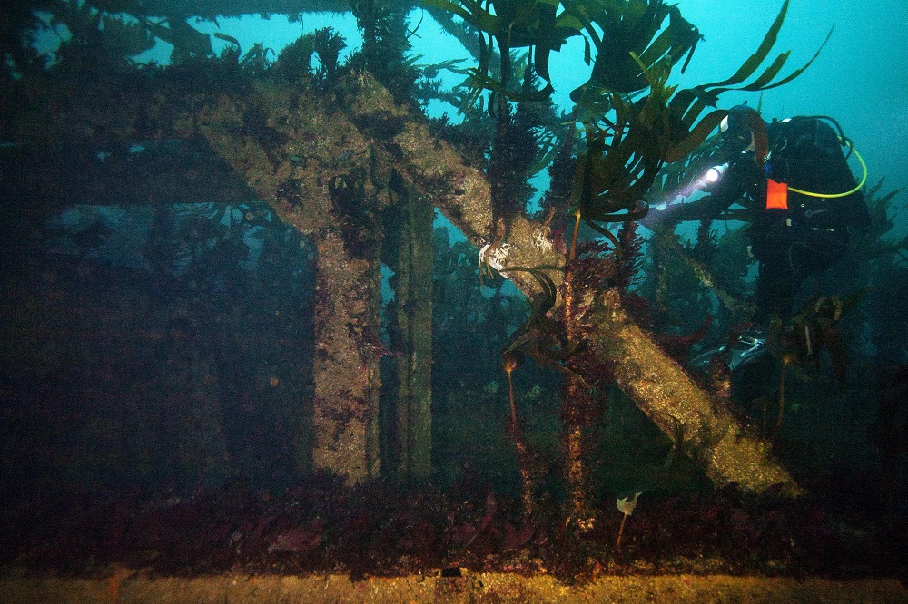 A diver explores the wreckage of the super tanker Amoco-Cadiz at 25 meters of depth, off the coast of Portsall, north-eastern France on October 5, 2018. u00e2u20acu201d AFP pic