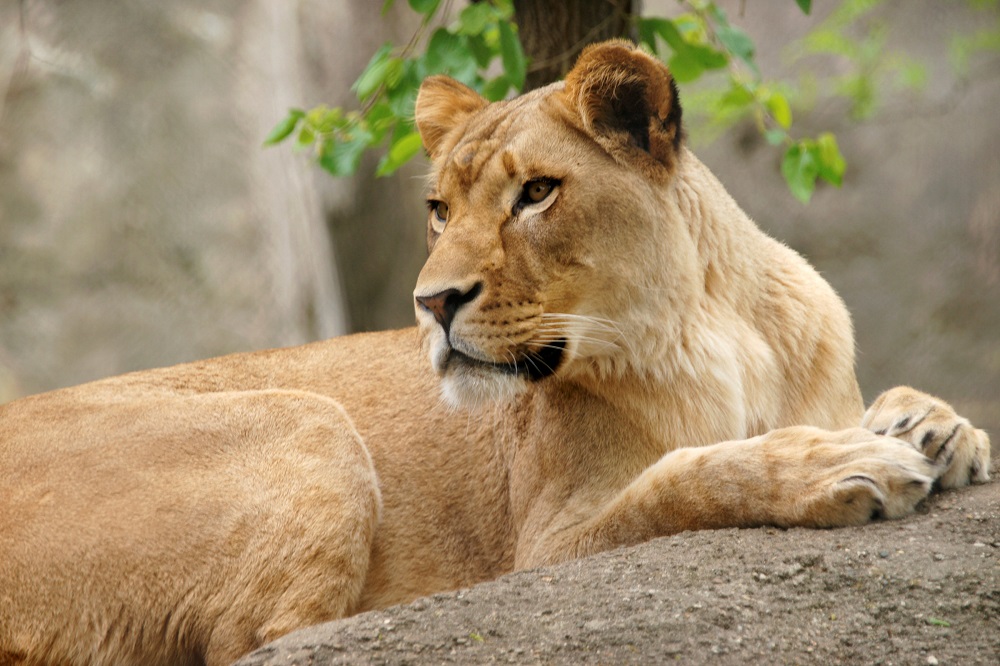 The Indianapolis Zoou00e2u20acu2122s lioness named Zuri is seen in this undated photo released by the zoo in Indianapolis, Indiana October 21, 2018. u00e2u20acu201d Reuters pic  