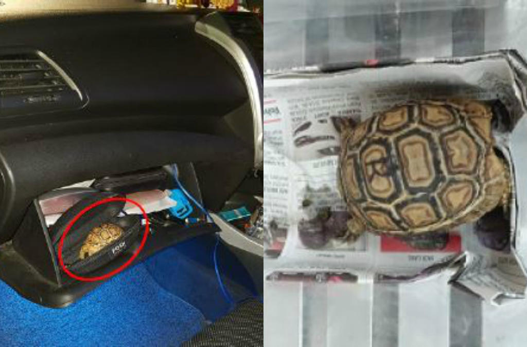 Officers from ICA at Woodlands Checkpoint had first detected the leopard tortoise, which was hidden in an eyewear case placed in a Singapore-registered car's glove compartment. u00e2u20acu201d Picture courtesy of Agri-Food and Veterinary Authority of Singapore 