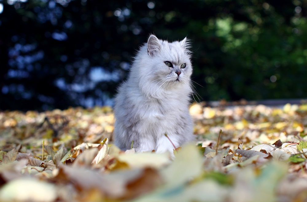 A cat sits in autumn leaves on a sunny day in Vienna, October 10, 2018. u00e2u20acu201d Reuters pic     