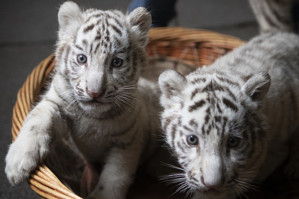 A picture of two newborn white Bengal tiger cubs in Yunnan Wildlife Zoo in Kunming, Southern China October 12, 2018. u00e2u20acu201d AFP pic