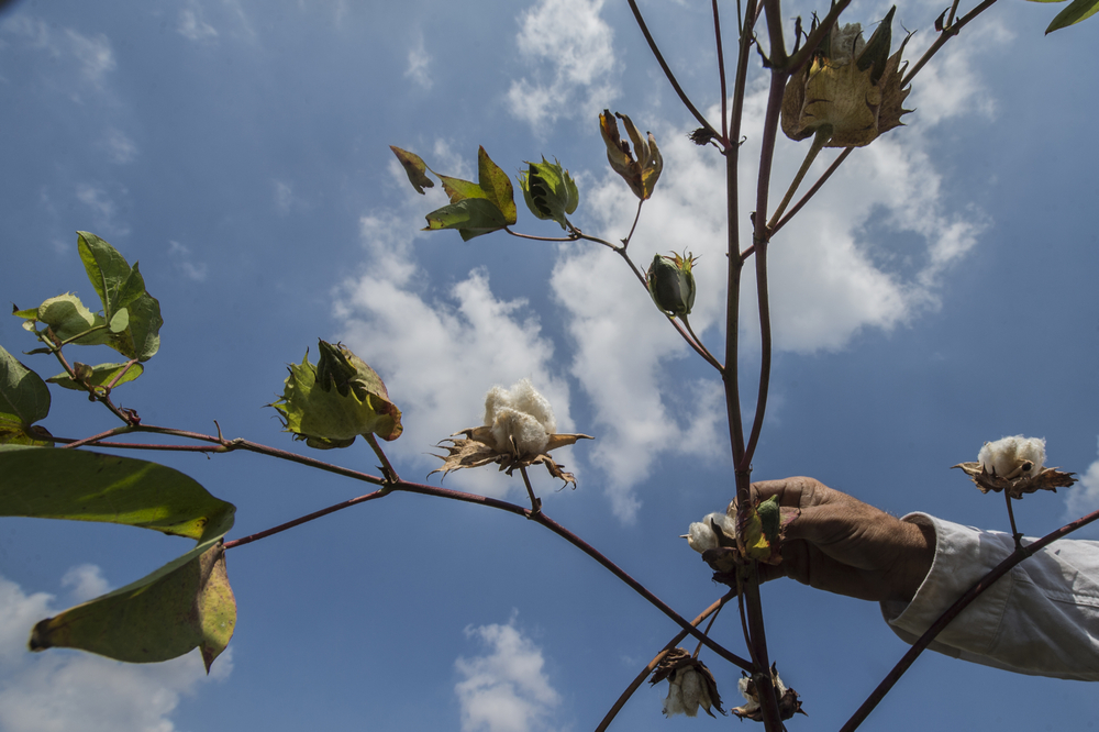 An Egyptian farmer working in a cotton field in the Egyptian Nile Delta town of Kafr el-Sheikh September 13, 2018. u00e2u20acu201d AFP pic