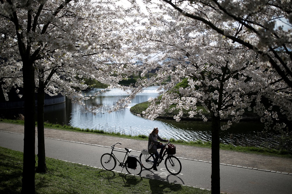 A cyclist passes under a blooming cherry tree at Langelinie Park in Copenhagen, Denmark April 29, 2018. u00e2u20acu201d Reuters pic 