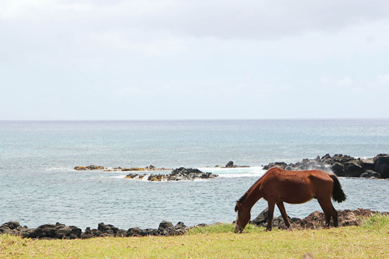 A wild horse grazes on Easter Island. u00e2u20acu201d Pictures by CK Lim