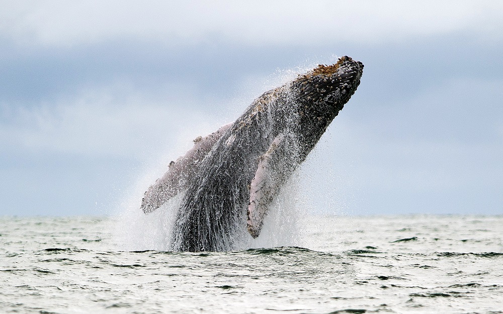 A humpback whale at the Uramba Bahia Malaga natural park in Colombia. u00e2u20acu201d AFP pic