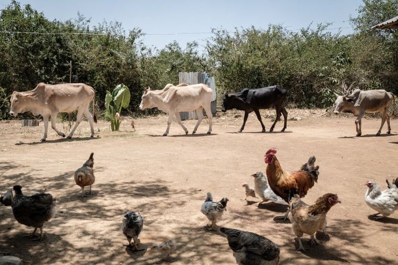 Cows and chicken walk around in a village selected for the universal basic income study, 2,250 shillings per month, in Bondo region, western Kenya. u00e2u20acu2022 AFP pic