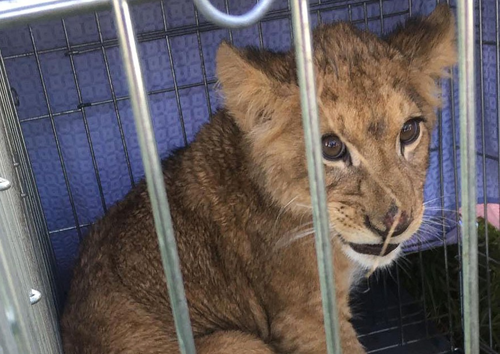 A handout image made available by veterinarian Peter Klaver on October 7, 2018, shows a lion cub which was spotted by a jogger, sitting in a cage and abandoned in a field, near Tienhoven, about 10 kilometres north of Utrecht. u00e2u20acu201d AFP pic