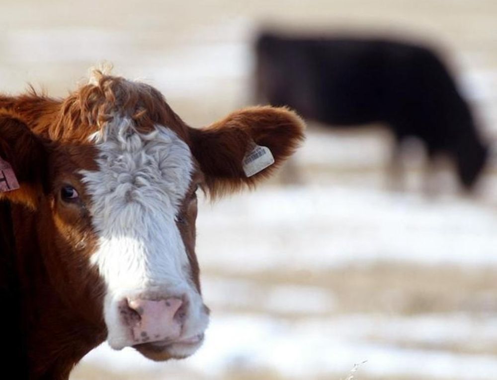 Cows graze in a pasture in the southern Alberta foothills near Dog Pound in this file photo taken on March 2, 2005. u00e2u20acu201d Reuters pic