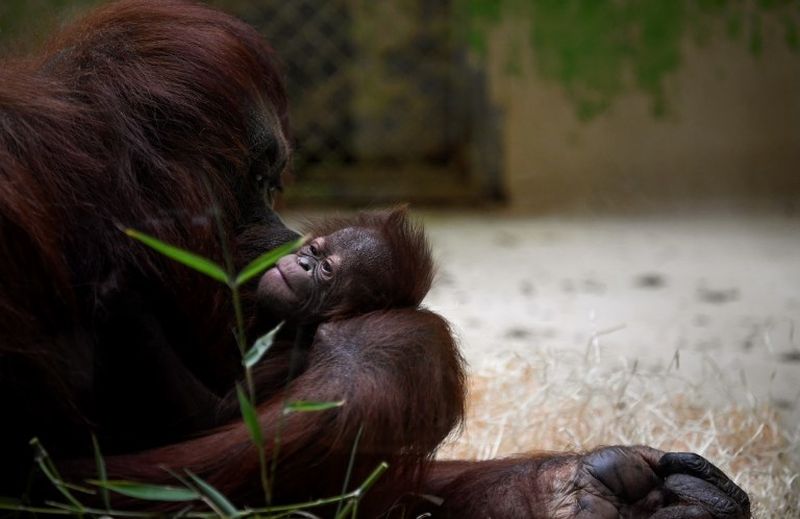 A baby Borneo orangutan named Java, born eight days ago, and her mum Theodora look on at the Menagerie, at the Jardin des Plantes zoo in Paris on October 24, 2018. u00e2u20acu201d AFP pic