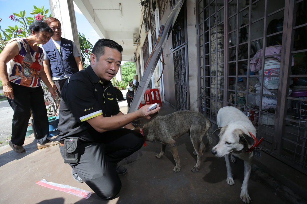 ISPCA president Ricky Soong says dogs that have undergone TNR will wear a red collar with the dog licence. u00e2u20acu201d Malay Mail pic