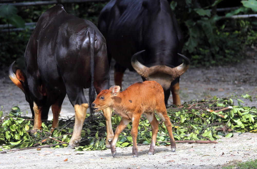 The birth of a very rare species of gaur called the Malayan Gaur was celebrated at the Taiping Zoo and Night Safari. u00e2u20acu201d Picture by Farhan Najib