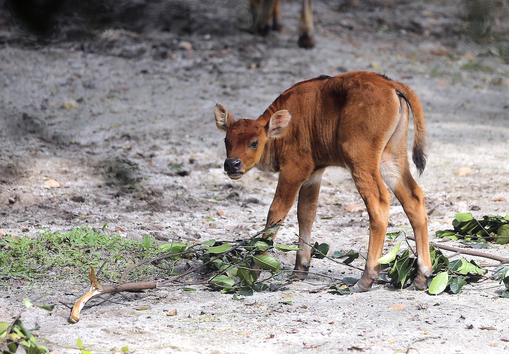 The zoo’s director Dr Kevin Lazarus said the gaur is an endangered animal and feared to be extinct following the loss of habitat and poaching.