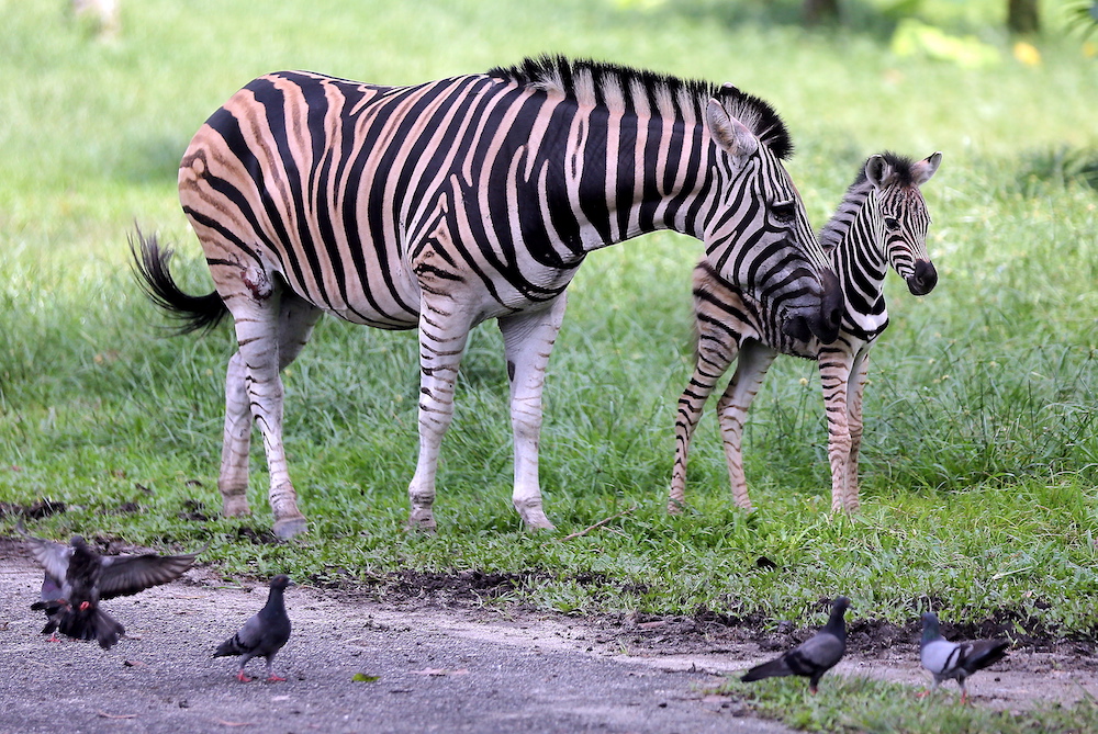 The Taiping Zoo and Night Safari celebrates the arrival of a female zebra foal born on November 11 in the zoo.