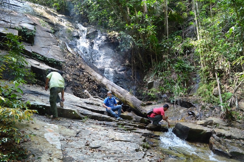 Meor Razak said a gazetted state park will also draw more researchers to enter and study not just the Balau Putih, but also other flora endemic to the forest. u00e2u20acu201d Picture courtesy of Sahabat Alam Malaysia 