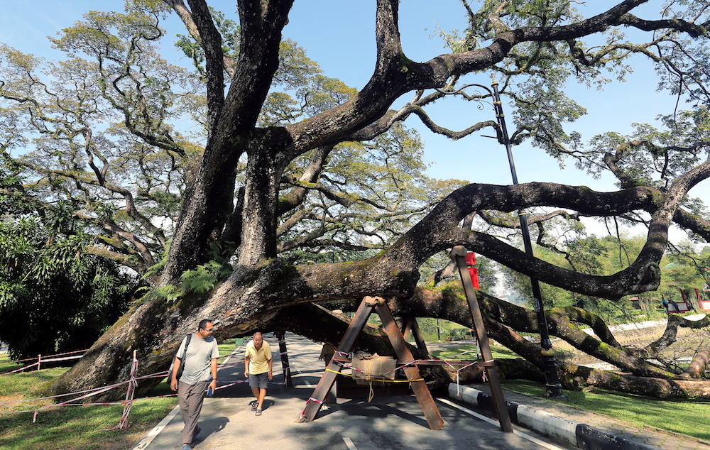 People duck under the uprooted rain tree in Taiping November 1, 2018. u00e2u20acu201d Picture by Farhan Najib