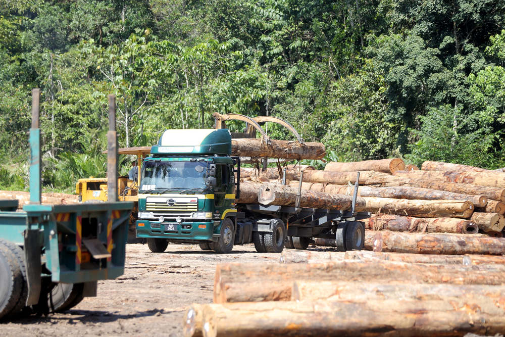 The logging activity taking place at Pos Kuala Mu. The Orang Asli who lives in the area claims logging destroy their livelihood. u00e2u20acu201d Picture by Farhan Najib