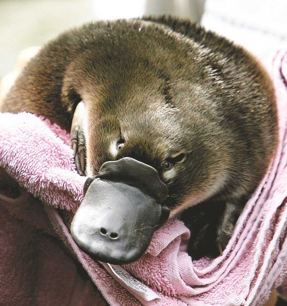 This file photo taken on February 16, 2006, shows a platypus baby or u00e2u20acu02dcpuggleu00e2u20acu2122 held before being transferred back to its burrow after emerging for the first time at Sydneyu00e2u20acu2122s Taronga Zoo. u00e2u20acu201d AFP pic      