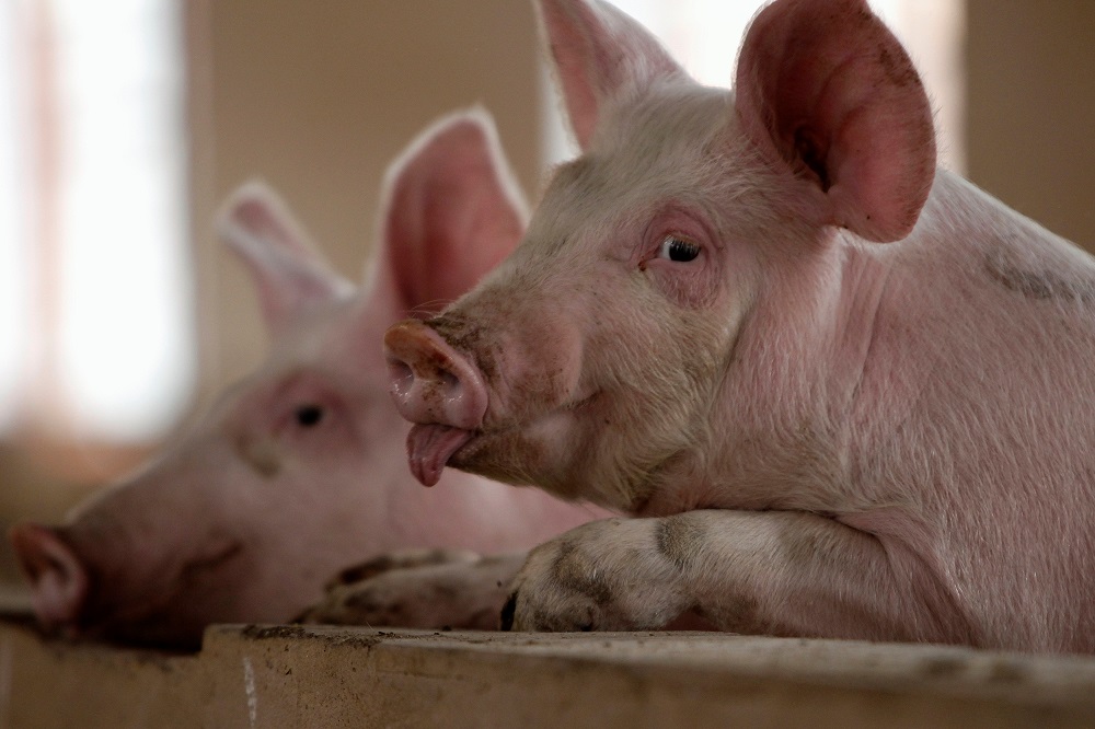 Pigs are pictured at a farm on the outskirts of Kunming, capital of southwest China's Yunnan province November 30, 2011. u00e2u20acu201d Reuters pic