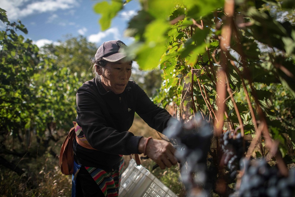 In this photo taken on October 10, 2018, a farmer harvests grapes at the Ao Yun vineyards located beneath the Meili mountain in Adong, in southwestern China’s Yunnan province. — AFP pic
