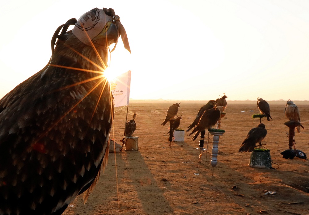 Falconers of Egyptian clubs and austringers are seen during sunrise and celebration on World Falconry Day at Borg al-Arab desert in Alexandria, Egypt November 17, 2018. u00e2u20acu201d Reuters pic