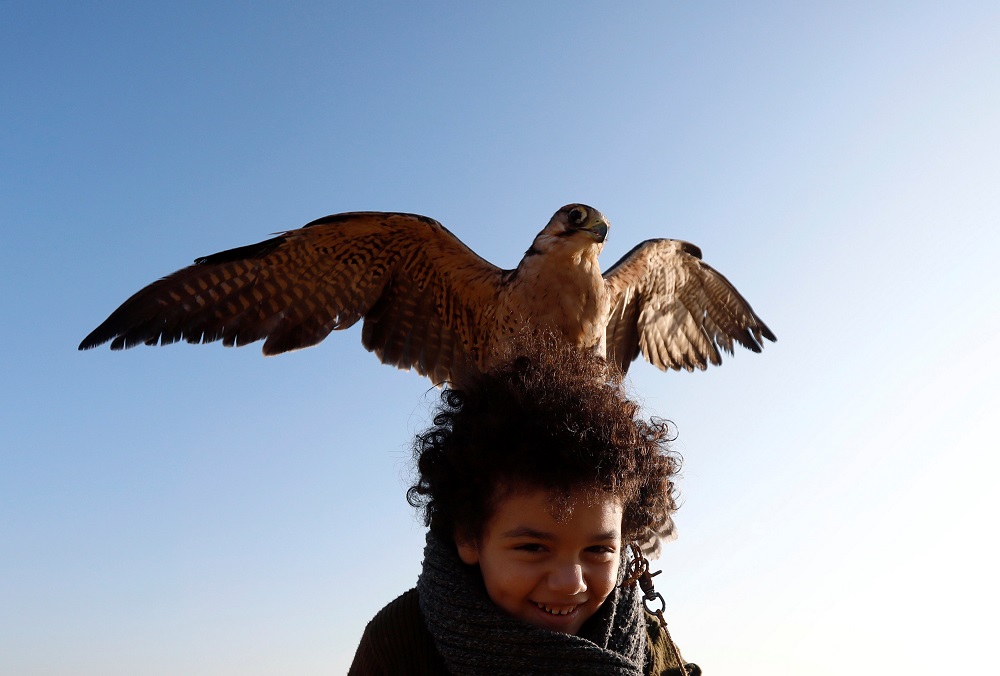 Ammar, 11, a member of EGY Falconer Club plays with his falcon ‘Ashqar’ during a celebration on World Falconry Day at Borg al-Arab desert in Alexandria, Egypt November 17, 2018. — Reuters pic