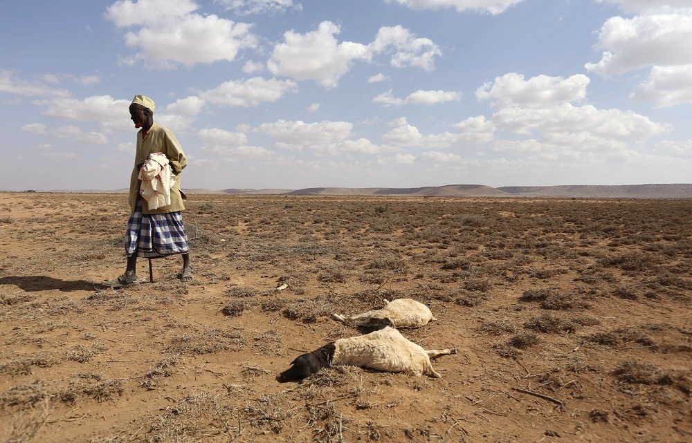 A man walks past the carcass of sheep that died from the El Nino-related drought in Marodijeex town of southern Hargeysa, in northern Somalia's semi-autonomous Somaliland region, April 7, 2016. u00e2u20acu201d Reuters pic