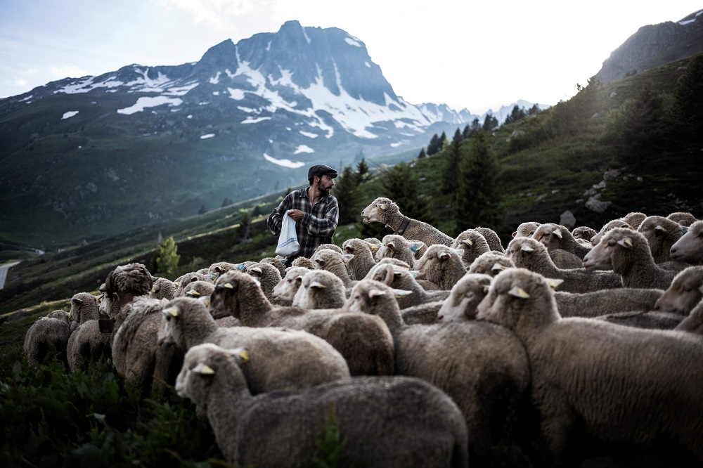 French shepherd Gaetan Meme, 24-years-old, lays salt along a route to guide sheep towards a precise area for grazing, on June 14, 2018, along the Alpine pastures in the mountains near the Col du Glandon, in the French Alps. u00e2u20acu201d AFP pic 