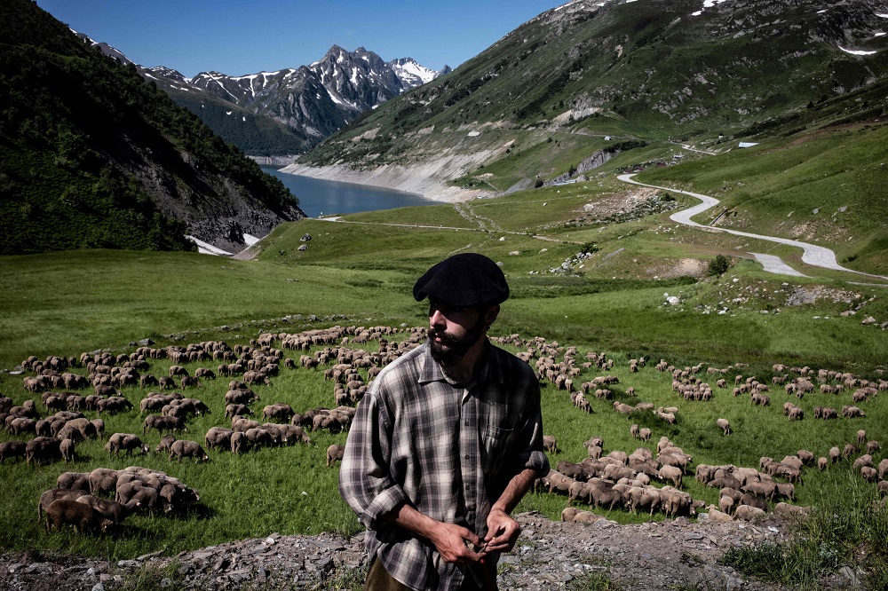 French shepherd Gaetan Meme, 24-years-old, looks over a flock of sheep, on June 21, 2018, along the Alpine pastures in the mountains near the Col du Glandon, in the French Alps. — AFP pic  
