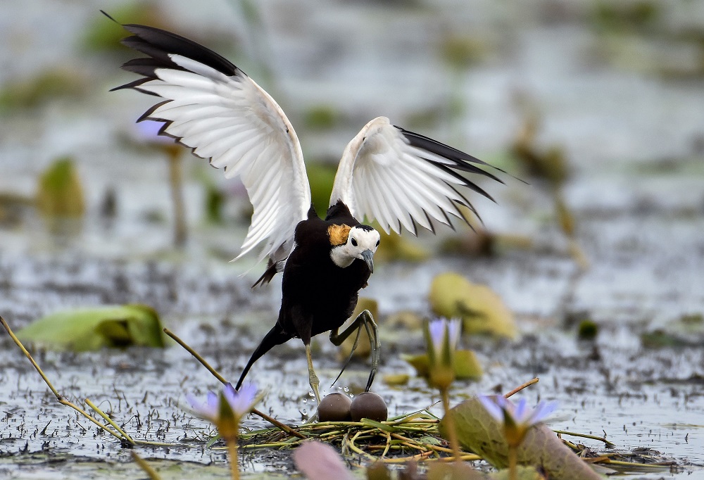 A male pheasant-tailed jacana protects its eggs at the Mangalajodi eco-tourism centre in Chilika lake, some 67km from Bhubaneswar in the eastern Indian state of Odisha= July 20, 2018. u00e2u20acu201d AFP pic