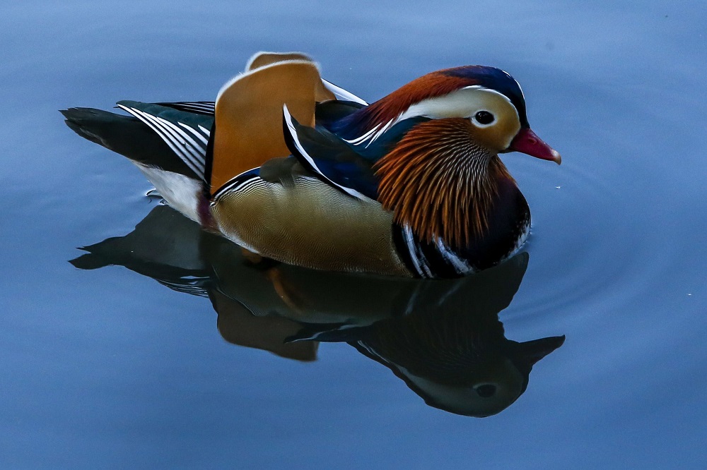A Mandarin duck is seen swimming in New Yorku00e2u20acu2122s Central Park November 8, 2018. u00e2u20acu201d AFP pic    