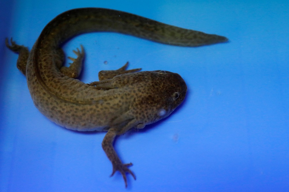 An axolotl (Ambystoma mexicanum), or Mexican salamander, is pictured at the Biology Institute of the National Autonomous University of Mexico in Mexico City May 25, 2018. u00e2u20acu201d Reuters pic     