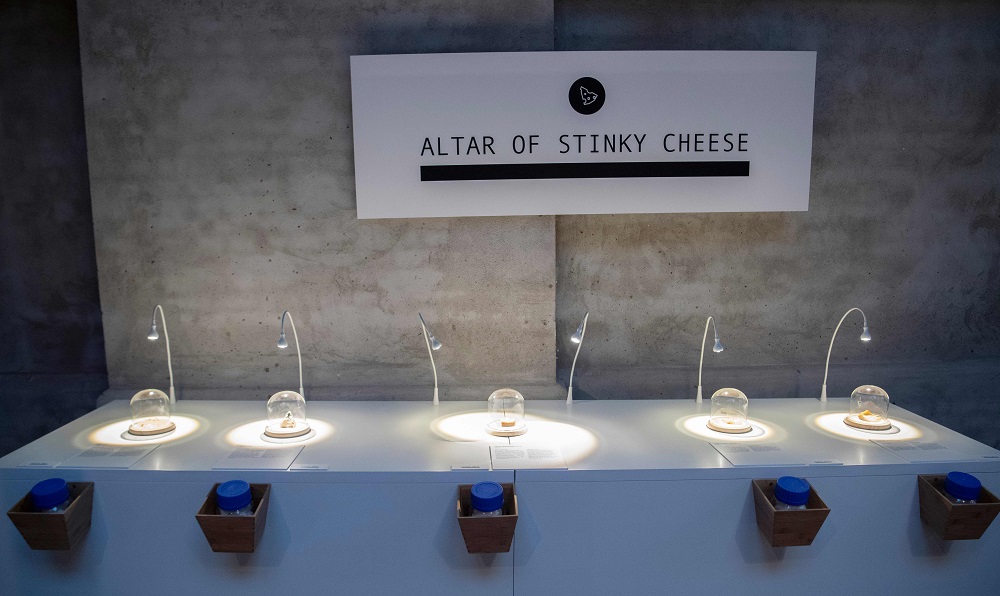 Stinky cheese, Epoisses, Roquefort, Vieux-Boulogne, Gamle Oles farfar and Stinking Bishop are displayed at the Disgusting Food Museum in Malmo, Sweden November 7, 2018. — AFP
