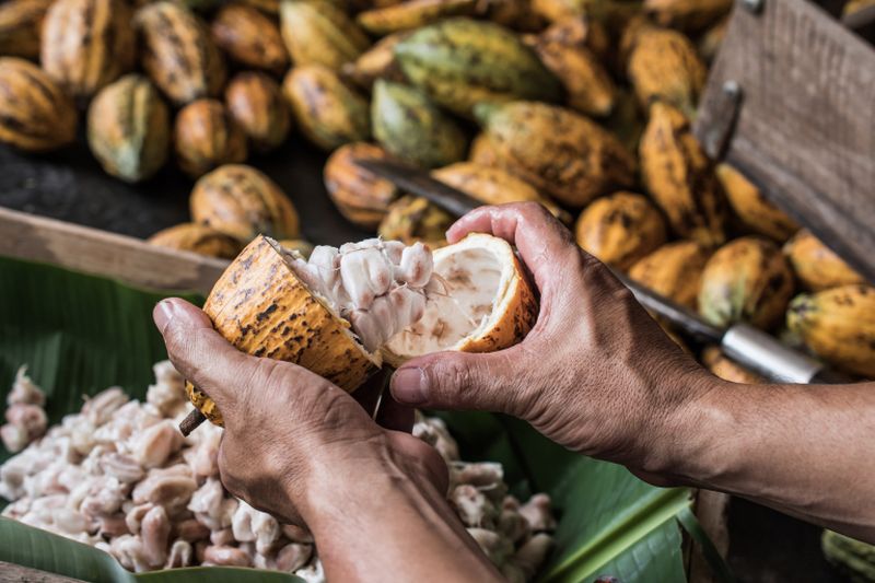 Cacao drinks were prized by ancient civilisations in Central America for their medicinal value, and were often served during religious ceremonies. u00e2u20acu2022 AFP pic