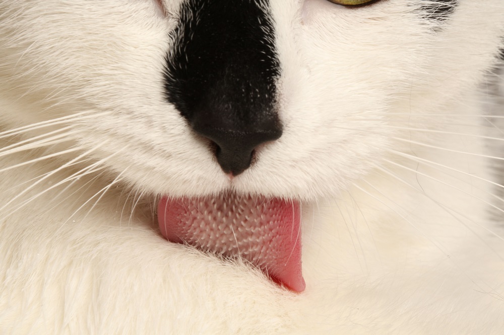 This handout photograph obtained November 19, 2018, courtesy of Candler Hobbs at the Georgia Institute of Technology, Atlanta, shows a domestic cat grooming its fur. u00e2u20acu201d AFP pic 