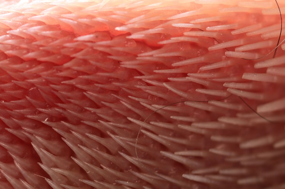 This handout photograph obtained November 19, 2018, courtesy of Alexis Noel at the Georgia Institute of Technology, Atlanta, shows a close-up of cat’s tongue. — AFP pic